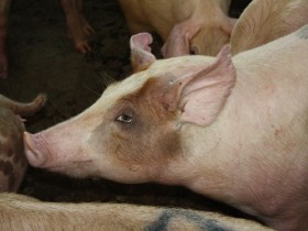 Rise in pig numbers with stomach problems in Netherlands