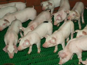 Dioxin contaminated feed causes pig farms to be quarantined