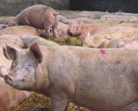 Ireland: A major pig farm closes its doors