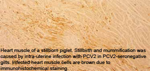 Impact of PCV2 viraemia: Less virus, more profit