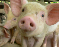 Dioxin scandal: Hundreds of pigs to be killed in Germany