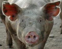 Russia to tighten pig keeping rules, disease a concern