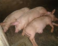 South Korea: Pigs, cattle, poultry culled due to diseases, major financial losses