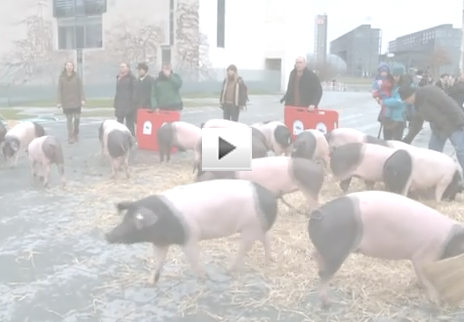 Watch Video: Pigs taken along to dioxin protest in Berlin