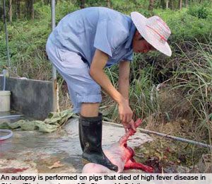 Highly pathogenic PRRS in China:  From outbreak to control