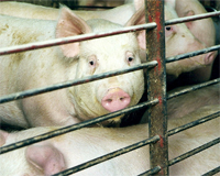 US: Pork producers disappointed with EPA decision on E15