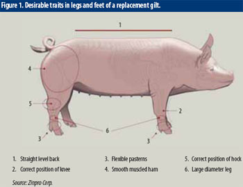 Better sow performance starts with good prevention