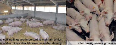 Healthy pig farming is only a couple of pages away