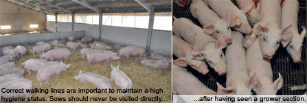 Healthy pig farming is only a couple of pages away