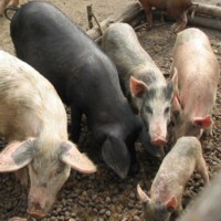 Chinese government: subsidies for pig farms