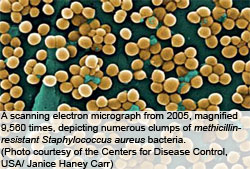 MRSA in pigs: A link with cephalosporins?