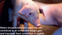 Benefits of encapsulation for phytogenic feed additives
