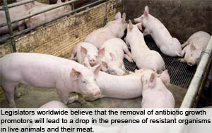 A primacy in science and education – Part 3. Antibiotic-free animal production