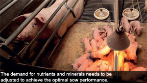 Balanced trace element feed improves sow performance