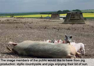 Keeping pigs outdoors pays off in the UK