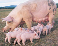 Dealing with seasonal infertility in pigs