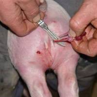 Anaesthetics do not solve piglet castration issue