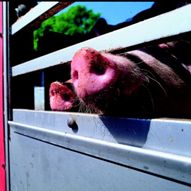 US imports more Canadian swine
