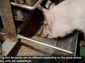 Feeding the pig across the globe