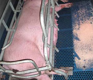 Udder efficiency – a different view on sow management