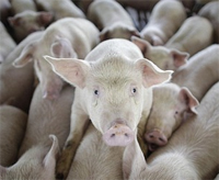 Piglet diets: Fermented soybean meal may replace fish meal