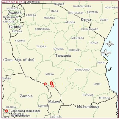 More African Swine Fever outbreaks in southern Tanzania