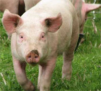 The Netherlands supports Poland in using pig waste in animal feed