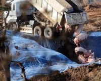 Korean religious groups criticise government for live pig burials