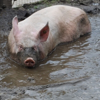 UK: fear for MRSA infection through pigs