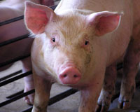 Animal cruelty charges for large pork producer in Australia