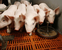 Bright future for Canadian agriculture/ Hog prices to increase