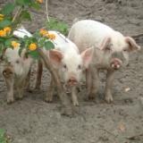 Danish organic pig meat sector is growing