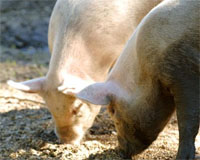 US, Canada, Mexico: Pork groups concerned about feed availability
