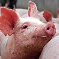 Permit allows 1 mln extra pigs for Smithfield