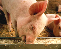 Chinese government clamps down even more on illegal substances in pig feed