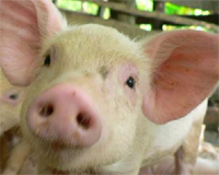 PMWS still spreading in New Zealand pig farms