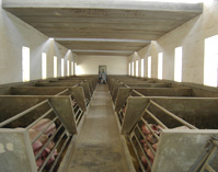 Malta: Revitalised pig industry