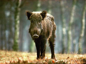 Worries about the increased number of wild boars in the US