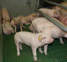 Non-profitable pig farms cause crisis to continue, professor says