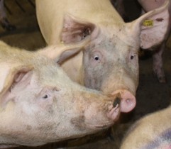 South Korea still not 100% FMD free – two new outbreaks in pigs