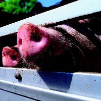 Course to lower stress during pig transport