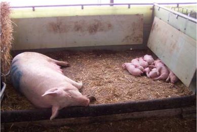 Reducing piglet mortality through improved farrowing pens