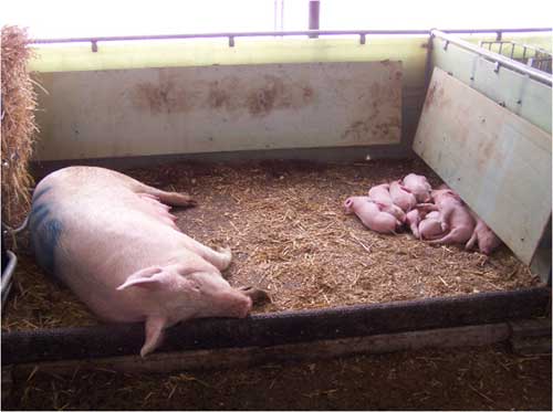 Reducing piglet mortality through improved farrowing pens