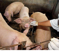 Canadian hog producers trained to identify sick pigs