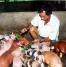 Vietnamese pig farmers work together