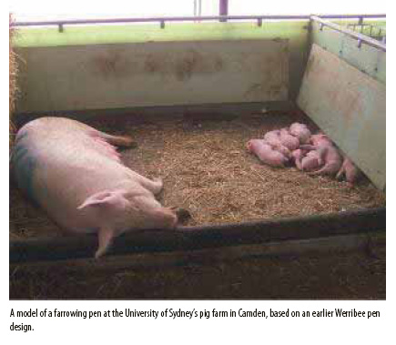 Pig welfare: A contentious issue for Australia’s farmers