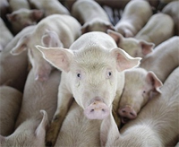 Braasch Biotech’s alternative vaccine for swine productivity gets second US patent