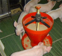 South Korea to ban antibiotics in animal feed