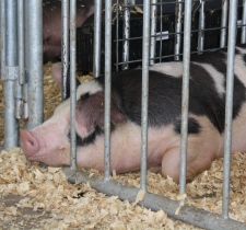 WORLD PORK EXPO 2011: United States