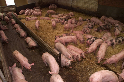 Managing feeder space for pigs – a wake-up call